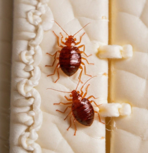 Scenic view